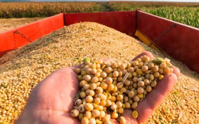 Plantio do milho safrinha começa no Mato Grosso, segundo AgRural