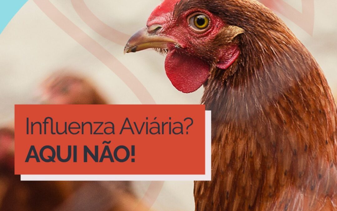 Painel virtual é criado para consulta de “gripe aviária”