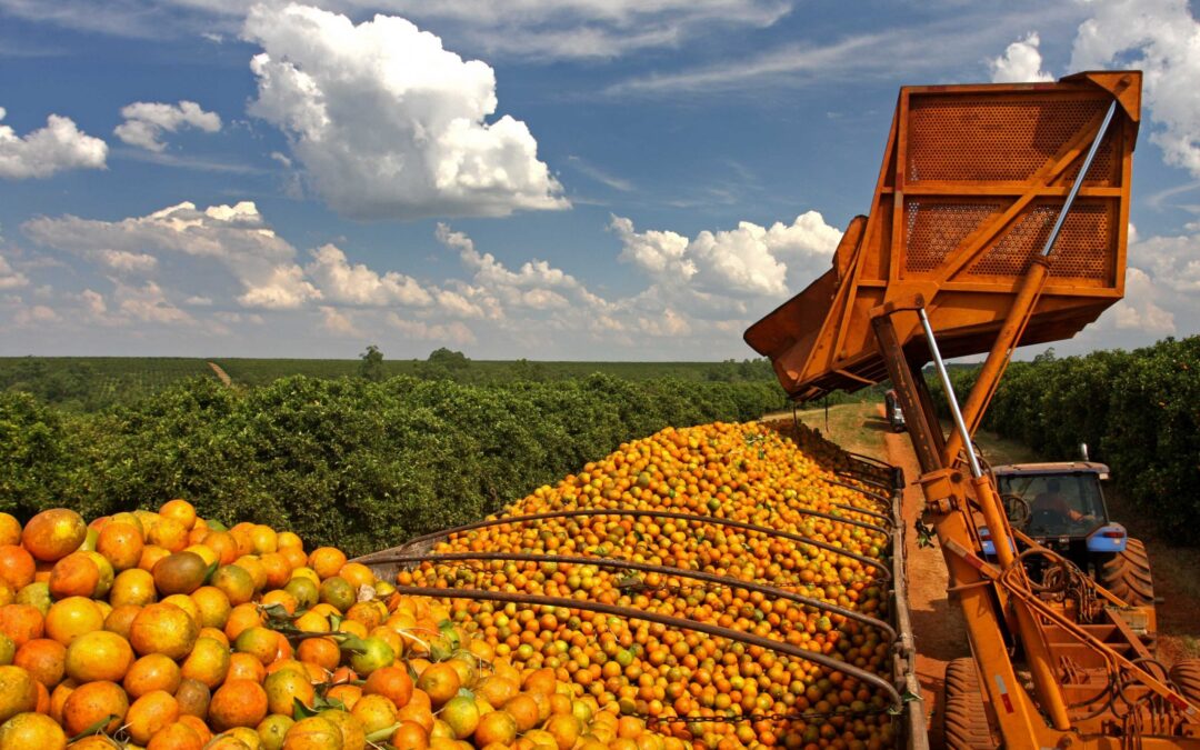 Preço da laranja Tahiti segue em queda em SP