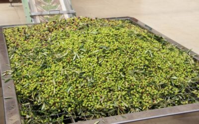 EPAMIG define datas do Azeitech em 2023