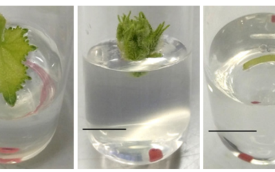 Embrapa investe em estudo que aborda cultivo in vitro de meloeiro