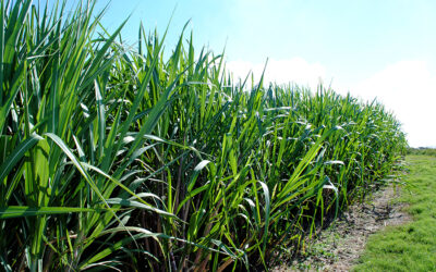 Novo bioinsumo aumenta em até 20% a produtividade da cana-de-açúcar