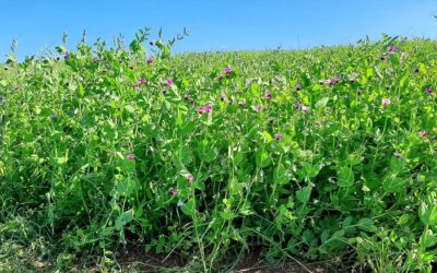 Cultivar de ervilha é testada para adubação verde