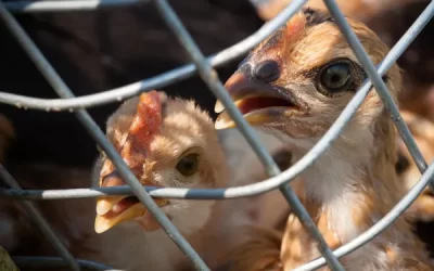 Gripe aviária: Japão deve abater dez milhões de frangos