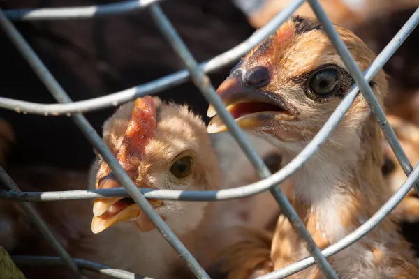 Gripe aviária: Japão deve abater dez milhões de frangos