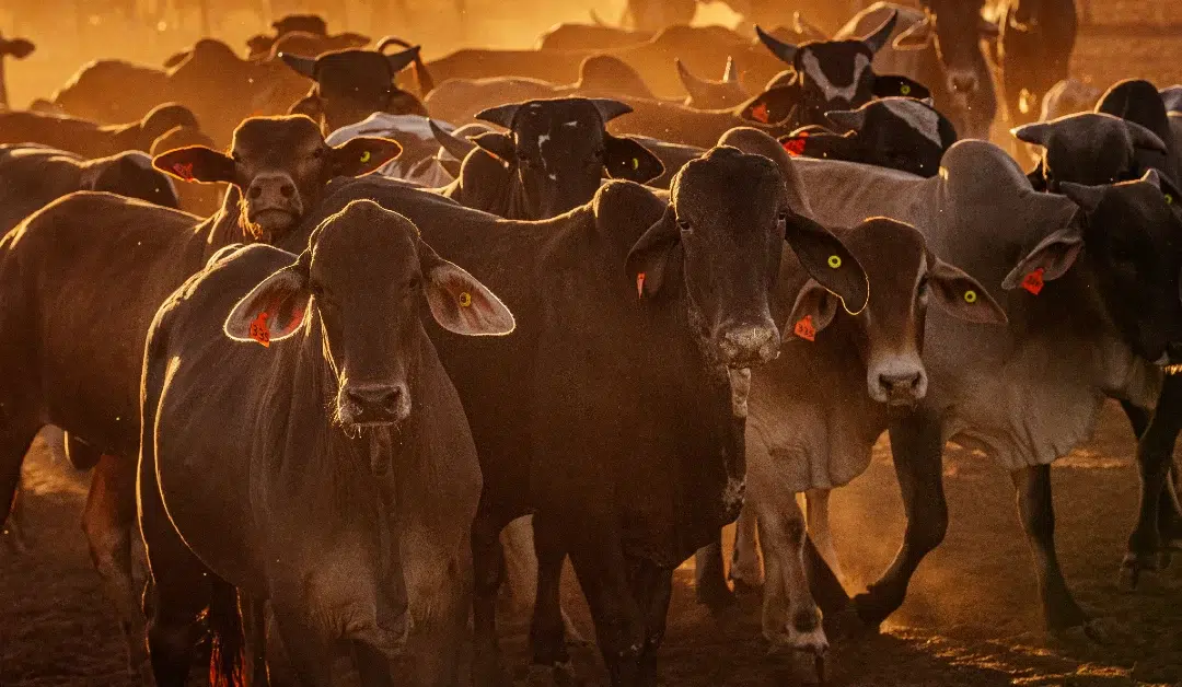 Boi Gordo: Custo de produção pode seguir elevado em 2023