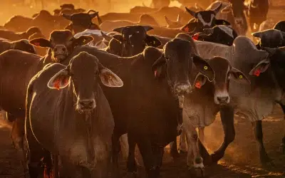 Boi Gordo: Custo de produção pode seguir elevado em 2023