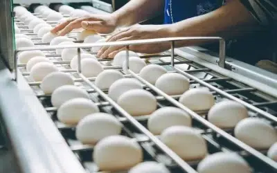 Ovos: mais caros e mesmo assim com aumento no consumo