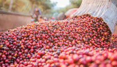 Conab aponta safra de café 2023 em mais de 54 milhões de sacas