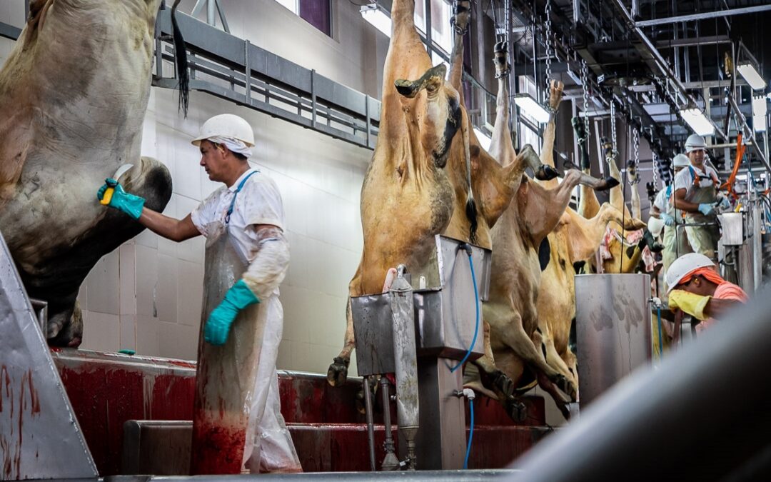 Bovinos: receita brasileira com exportações cresceu 42%