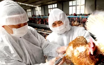 Preço do Frango é pressionado pela Gripe Aviária