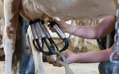 Maiores produtores de leite do país crescem 5%, com 127 mil litros por dia