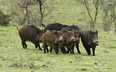 Grécia registra caso de peste suína africana em Javali