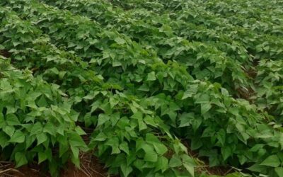 Emater-MG vai distribuir sementes de feijão para 53 mil agricultores familiares