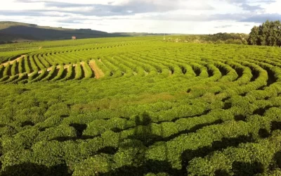 Agenda Verde: Cecafé terá evento internacional para promover a cafeicultura brasileira