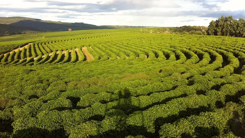 Agenda Verde: Cecafé terá evento internacional para promover a cafeicultura brasileira
