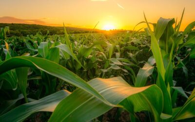 Agroindustria volta a crescer no Brasil, diz FGV