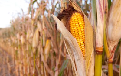 Governo do Maranhão taxa transporte de soja, milho e sorgo