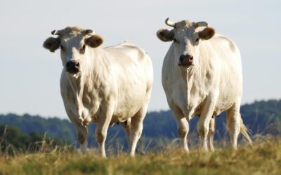 Boi: números de fêmeas para indústria contribui com crescimento de 5,85% de animais abatidos em Mato Grosso.