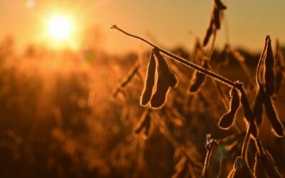 Soja: mesmo com atraso colheita avança 1,8% no Mato Grosso