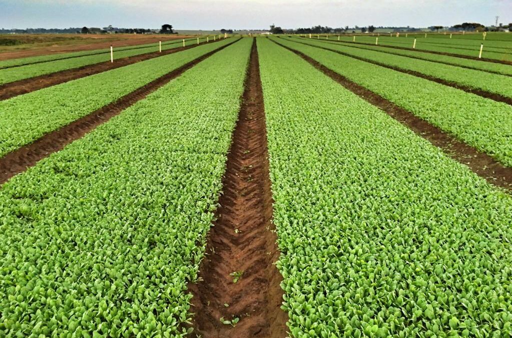 Mato Grosso do Sul é o terceiro estado a se tornar referência em sustentabilidade
