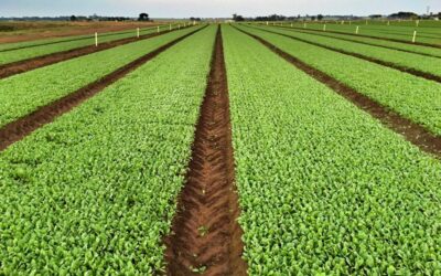 Mato Grosso do Sul é o terceiro estado a se tornar referência em sustentabilidade