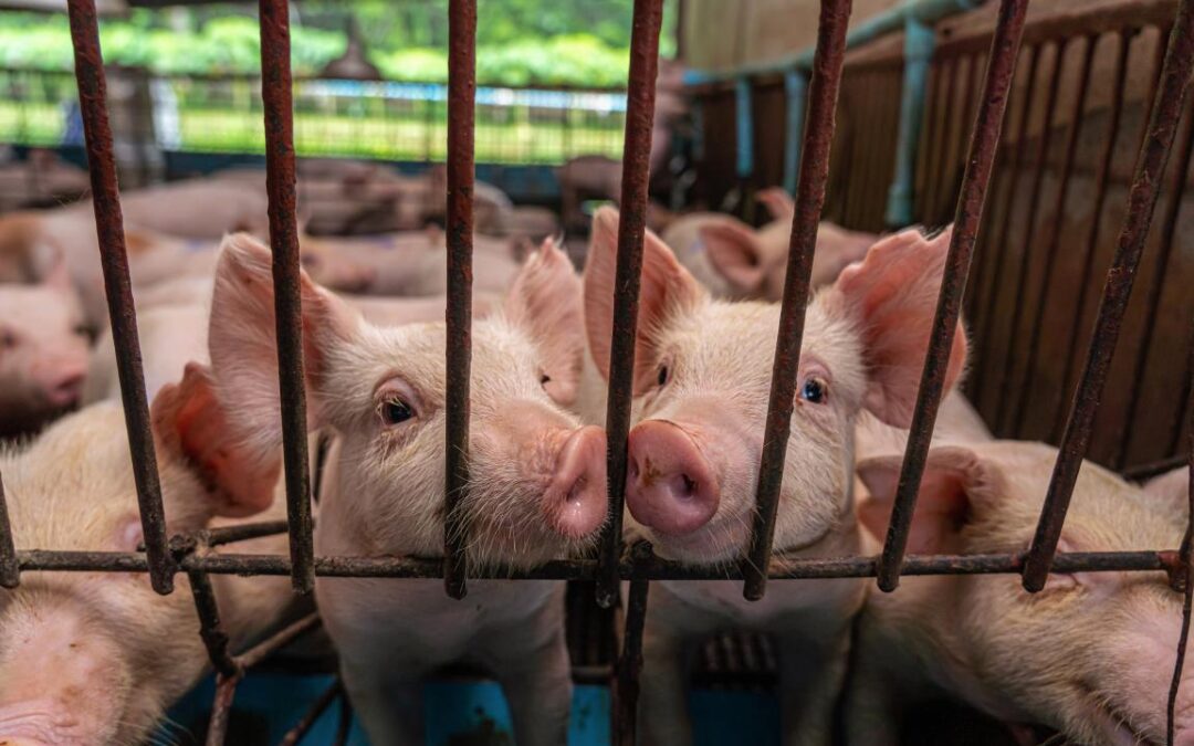 Preço da carne suína apresenta queda provocada por baixa procura