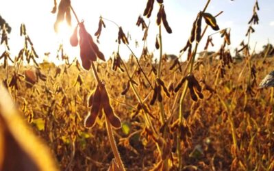 Clima preocupa no RS e Safras e Mercado revisa estimativa da soja