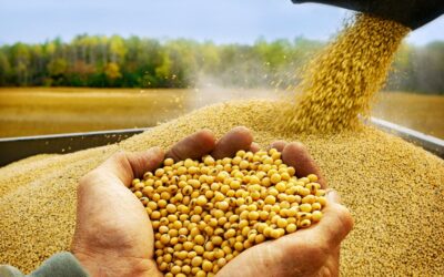 Brasil embarca 78,004 milhões de toneladas de soja em 2022, aponta ANEC
