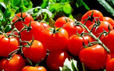 Estudantes criam software que descobre se alimento é realmente orgânico