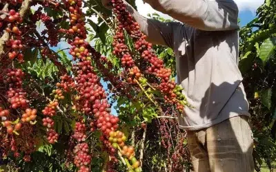 CAFÉ: Produção de conilon deve atingir 2,94 milhões de sacas na safra 2023