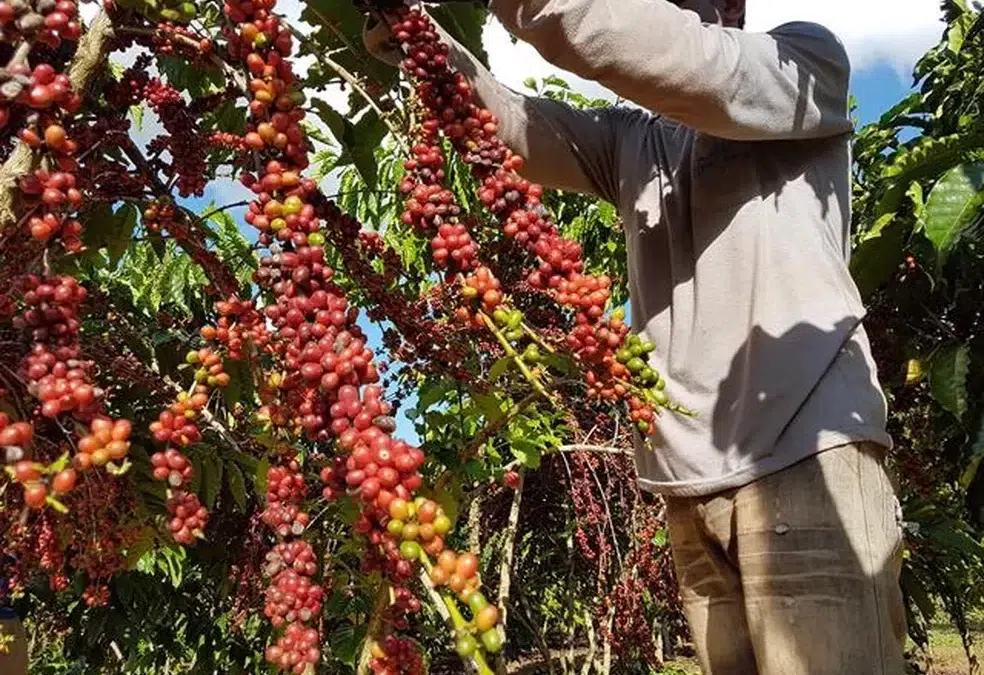 CAFÉ: Produção de conilon deve atingir 2,94 milhões de sacas na safra 2023