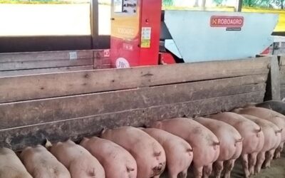 Suínos: custos de produção tiveram queda em maio