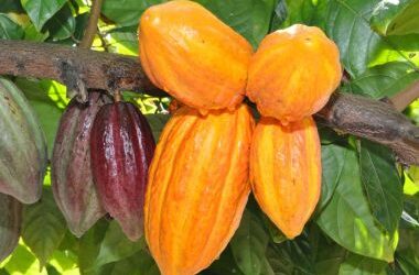 Produtores de Cacau pressionam governo