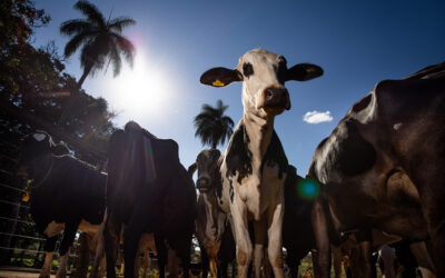 Abraleite destaca necessidade de políticas agrícolas para pecuária