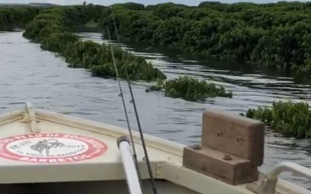Chuva em excesso preocupa cafeicultores e liga alerta para questões biológicas