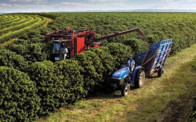 Tendência de avanço na colheita de café na safra 2023/24