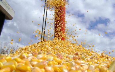 Exportações de milho atingem recorde de 6,17 milhões de toneladas
