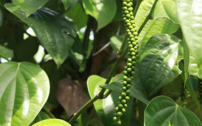 Agricultores plantam árvores para cultivar pimenteira-do-reino