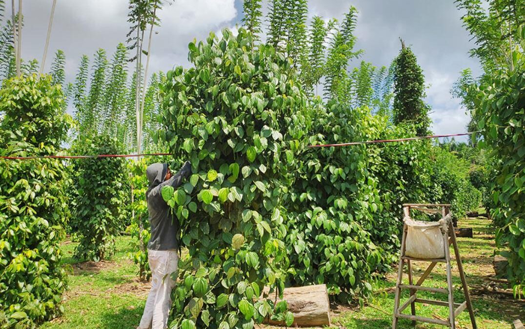 COOP 26 reúne grupo para financiar agrofloresta