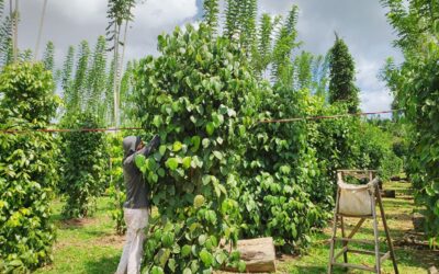 COOP 26 reúne grupo para financiar agrofloresta