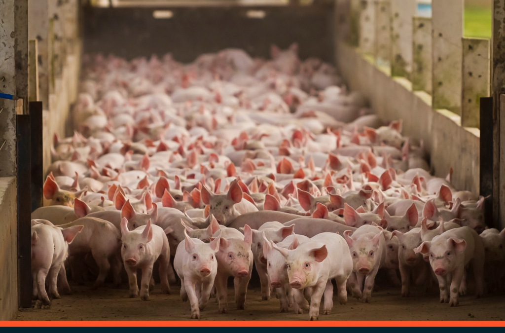 Exportações de carne suína registram 13% de queda