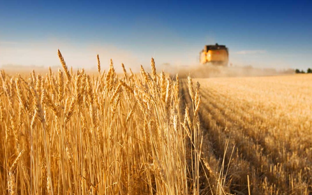 Produção mundial de trigo deve ser menor que a temporada anterior 