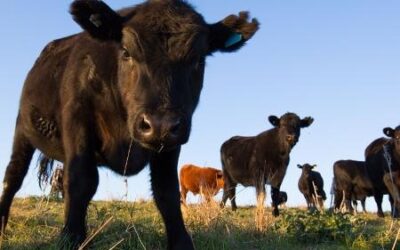 Caso de Vaca Louca é confirmado no Pará pelo Mapa