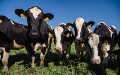 Conheça um pouco sobre a doença “Vaca Louca” – sexto episódio registrado na história do Brasil