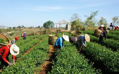 População ocupada no agro é maior desde 2015, segundo Cepea