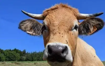 Comércio de carne deverá voltar ao normal, após “Vaca Louca” 