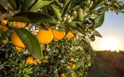 Citros: Chuvas favorecem safra da laranja 2023/2024