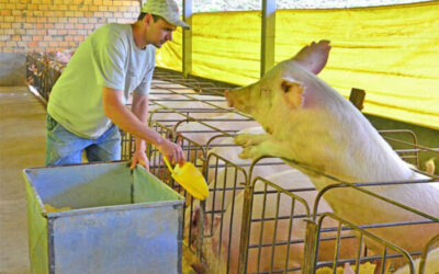 Suinocultor perde poder de compra em São Paulo
