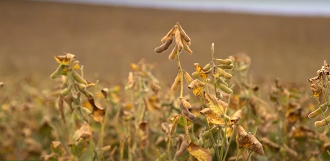 Estiagem, excesso de chuvas, pragas e doenças, marcam safra de soja no Sul